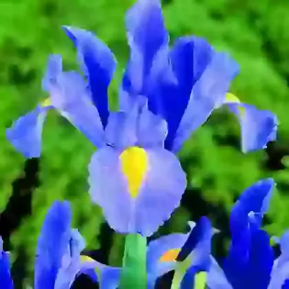 Dutch Iris